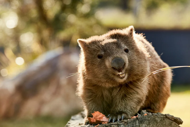 Wildlife